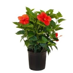 18 In. To 24 In. Tall Hibiscus Bush Red Flowering Plant Outdoor Plant In 9.25 In. Grower Pot