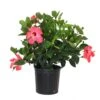 18 In. To 24 In. Tall Hibiscus Bush Yellow Flowering Plant Outdoor Plant In 9.25 In. Grower Pot
