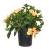 18 In. To 24 In. Tall Hibiscus Bush Salmon Flowering Plant Outdoor Plant In 9.25 In. Grower Pot