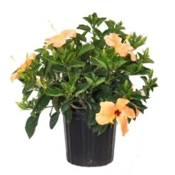 18 In. To 24 In. Tall Hibiscus Bush Salmon Flowering Plant Outdoor Plant In 9.25 In. Grower Pot