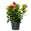 24 In. To 28 In. Tall Dipladenia Bush Pink Flowering Plant Outdoor Plant In 6 In. Grower Pot
