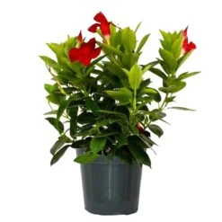 24 In. To 28 In. Tall Dipladenia Bush Pink Flowering Plant Outdoor Plant In 6 In. Grower Pot