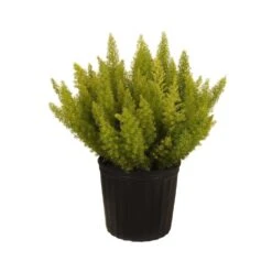 Foxtail Fern Live Asparagus Densiflorus Indoor Plant Shipped In 9.25 Inch Grower Pot 7 Foxtail Fern Live Asparagus Densiflorus Indoor Plant Shipped In 9.25 Inch Grower Pot -Urban Garden Store united nursery house plants 71379 1f 1000
