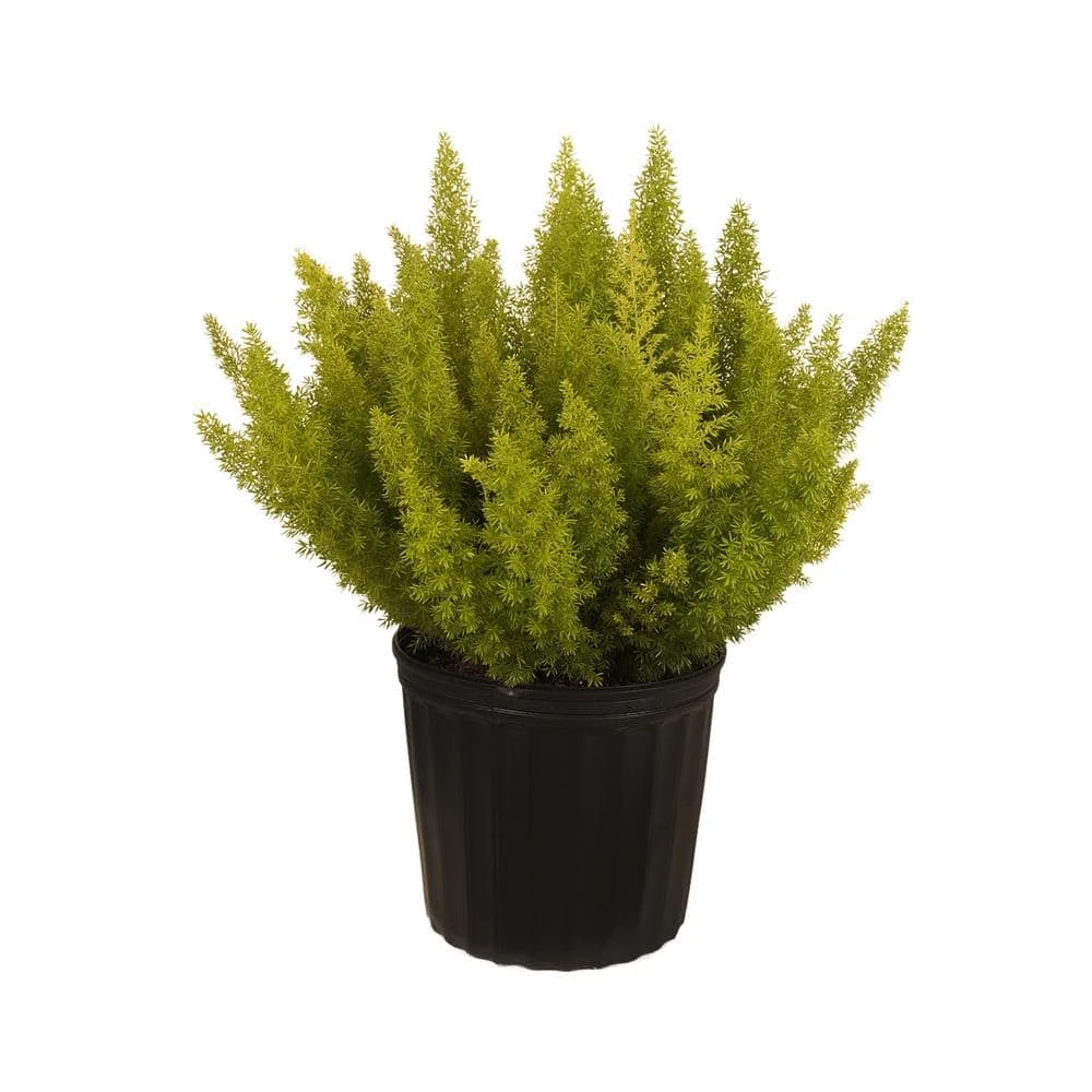 Foxtail Fern Live Asparagus Densiflorus Indoor Plant Shipped In 9.25 Inch Grower Pot 4 Foxtail Fern Live Asparagus Densiflorus Indoor Plant Shipped In 9.25 Inch Grower Pot - Image 4