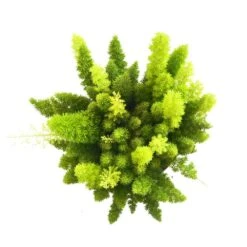 Foxtail Fern Live Asparagus Densiflorus Indoor Plant Shipped In 9.25 Inch Grower Pot 6 Foxtail Fern Live Asparagus Densiflorus Indoor Plant Shipped In 9.25 Inch Grower Pot -Urban Garden Store united nursery house plants 71379 4f 1000