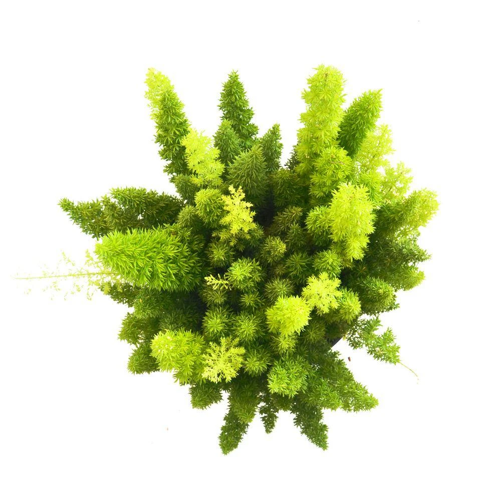 Foxtail Fern Live Asparagus Densiflorus Indoor Plant Shipped In 9.25 Inch Grower Pot 3 Foxtail Fern Live Asparagus Densiflorus Indoor Plant Shipped In 9.25 Inch Grower Pot - Image 3