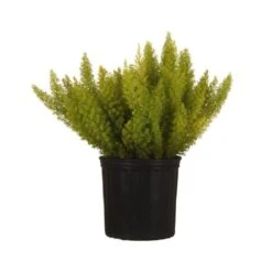 Foxtail Fern Live Asparagus Densiflorus Indoor Plant Shipped In 9.25 Inch Grower Pot