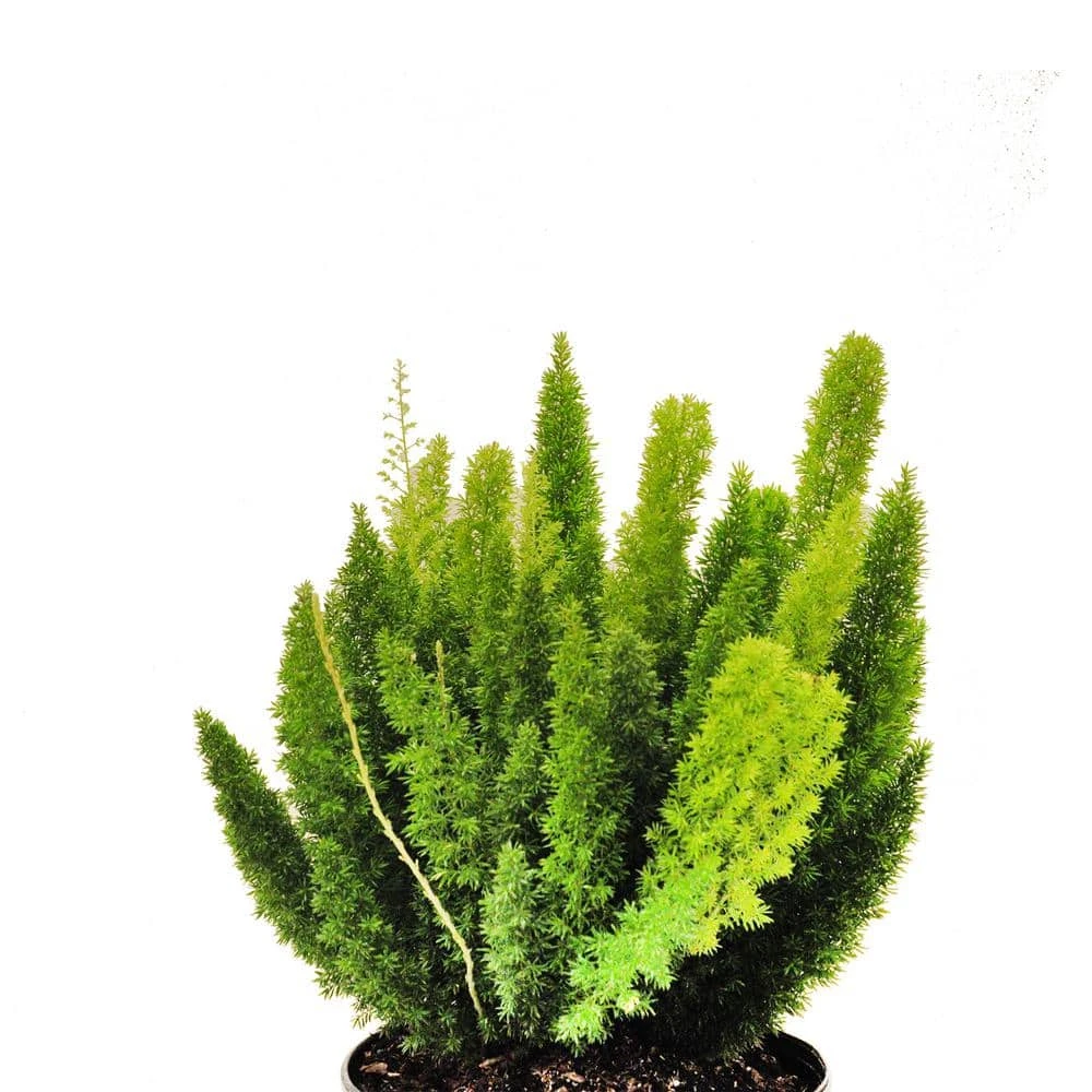 Foxtail Fern Live Asparagus Densiflorus Indoor Plant Shipped In 9.25 Inch Grower Pot 2 Foxtail Fern Live Asparagus Densiflorus Indoor Plant Shipped In 9.25 Inch Grower Pot - Image 2