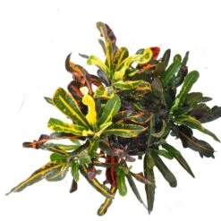 Croton Mammy Live Indoor Codiaeum Variegatum In 9.25 Inch Grower Pot -Urban Garden Store united nursery house plants 71423 4f 1000