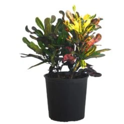 Croton Mammy Live Indoor Codiaeum Variegatum In 9.25 Inch Grower Pot