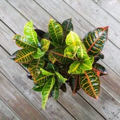 Croton Petra Codiaeum Variegatum Live Plant In 9.25 Inch Grower Pot -Urban Garden Store united nursery house plants 71461 1f 1000