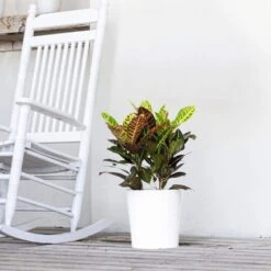 Croton Petra Codiaeum Variegatum Live Plant In 9.25 Inch Grower Pot -Urban Garden Store united nursery house plants 71461 4f 1000