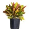 Croton Petra Codiaeum Variegatum Live Plant In 9.25 Inch Grower Pot