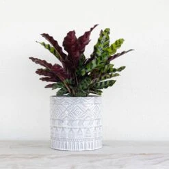 Calathea Rattlesnake Prayer Plant In 6 Inch White Decor Pot -Urban Garden Store united nursery house plants 74257 4f 1000
