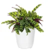 Calathea Rattlesnake Prayer Plant In 6 Inch White Decor Pot
