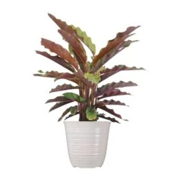 Little Calathea Rufibarba Live Plant In 6 Inch White Decor Pot