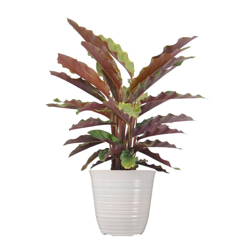 Little Calathea Rufibarba Live Plant In 6 Inch White Decor Pot 1 Little Calathea Rufibarba Live Plant In 6 Inch White Decor Pot
