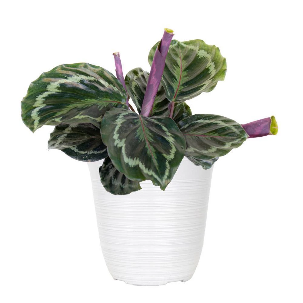 Calathea Medallion Plant In 6 In. White Decor Pot 1 Calathea Medallion Plant In 6 In. White Decor Pot