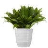 Dracaena Janet Craig Plant In 6 Inch White Decor Pot