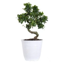 Fukien Tea Bonsai Plant In 6 Inch White Decor Pot
