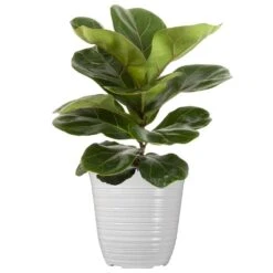 Little Fiddle Leaf Fig Live Plant Ficus Lyrata Houseplant In 6 Inch White Decor Pot