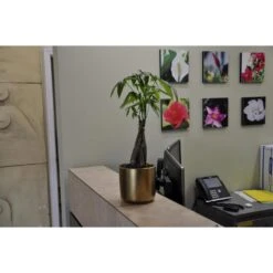 14 In. To 16 In. Tall Money Tree Pachira Plant In 6 In. White Decor Pot 5 14 In. To 16 In. Tall Money Tree Pachira Plant In 6 In. White Decor Pot -Urban Garden Store united nursery house plants 74356 31 1000