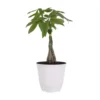 14 In. To 16 In. Tall Money Tree Pachira Plant In 6 In. White Decor Pot
