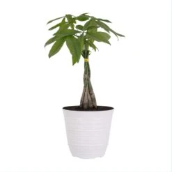 14 In. To 16 In. Tall Money Tree Pachira Plant In 6 In. White Decor Pot