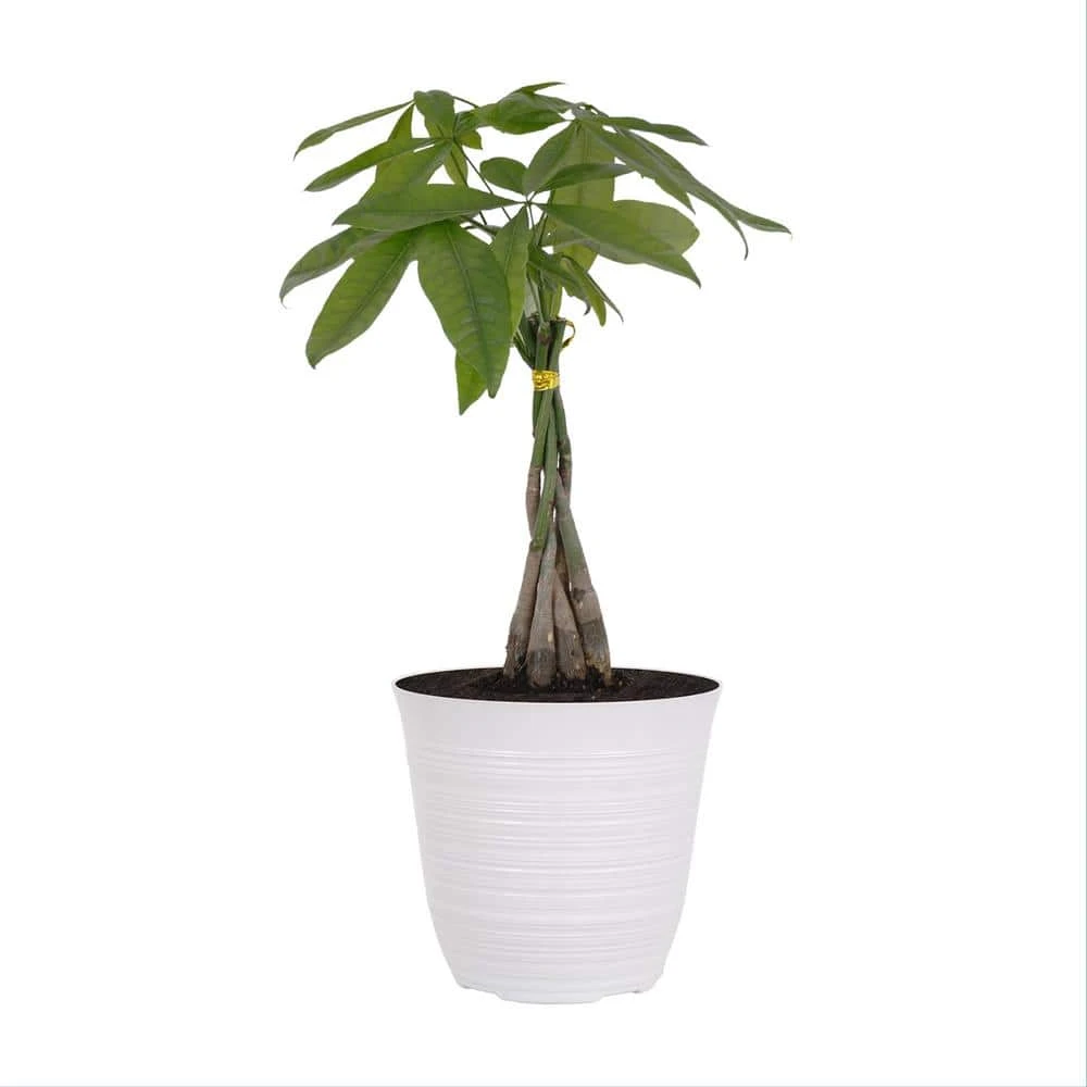 14 In. To 16 In. Tall Money Tree Pachira Plant In 6 In. White Decor Pot 1 14 In. To 16 In. Tall Money Tree Pachira Plant In 6 In. White Decor Pot
