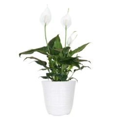 14 In. To 16 In. Tall Peace Lily Plant Spathiphyllum In 6 In. White Decor Pot