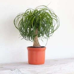 Ponytail Palm Beaucarnea Recurvata Live Easy Care Plant In 6 Inch White Decor Pot -Urban Garden Store united nursery house plants 74424 31 1000