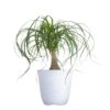 Ponytail Palm Beaucarnea Recurvata Live Easy Care Plant In 6 Inch White Decor Pot