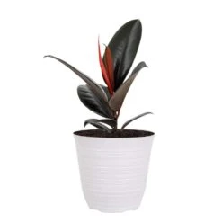 Ficus Burgundy Rubber Plant Ficus Elastica Plant 6 Inch White Decor Pot