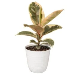 12 In. To 18 In. Tall Rubber Plant Ficus Tineke Plant 6 In. White Decor Pot