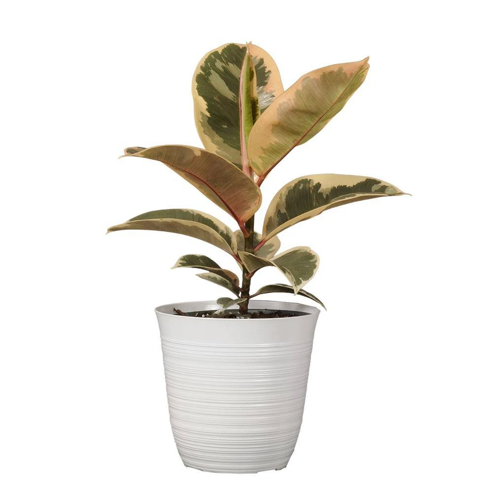 12 In. To 18 In. Tall Rubber Plant Ficus Tineke Plant 6 In. White Decor Pot 2 12 In. To 18 In. Tall Rubber Plant Ficus Tineke Plant 6 In. White Decor Pot - Image 2