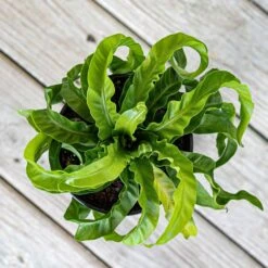 Hurricane Fern Plant In 6 Inch White Decor Pot -Urban Garden Store united nursery house plants 74486 1f 1000