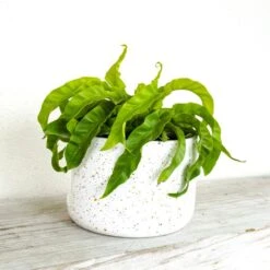 Hurricane Fern Plant In 6 Inch White Decor Pot -Urban Garden Store united nursery house plants 74486 4f 1000