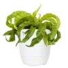 Hurricane Fern Plant In 6 Inch White Decor Pot