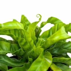 Urban Garden Store -Urban Garden Store united nursery house plants 74486 c3 1000