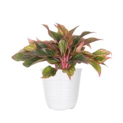 Aglaonema Siam Aurora Chinese Evergreen Plant In 6 Inch White Decor Pot