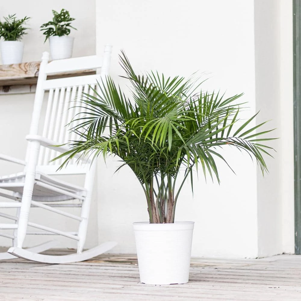 Majesty Palm Live Indoor Outdoor Plant In 10 Inch White Decor Pot 3 Majesty Palm Live Indoor Outdoor Plant In 10 Inch White Decor Pot - Image 3