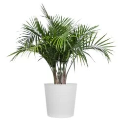 Majesty Palm Live Indoor Outdoor Plant In 10 Inch White Decor Pot