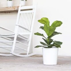 Fiddle Leaf Fig Ficus Lyrata Plant Live Plant In 10 Inch White Decor Pot -Urban Garden Store united nursery house plants 74516 31 1000