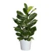 Fiddle Leaf Fig Ficus Lyrata Plant Live Plant In 10 Inch White Decor Pot