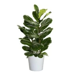 Fiddle Leaf Fig Ficus Lyrata Plant Live Plant In 10 Inch White Decor Pot