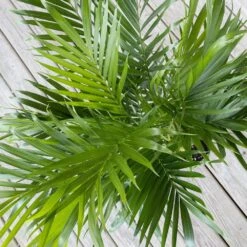 Cat Palm Chamaedorea Cataractarum Live Plant In 10 Inch White Decor Pot -Urban Garden Store united nursery house plants 74547 4f 1000