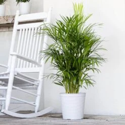 Areca Palm Dypsis Lutescens Live Indoor Outdoor Houseplant In 10 In. White Decor Pot -Urban Garden Store united nursery house plants 74554 31 1000