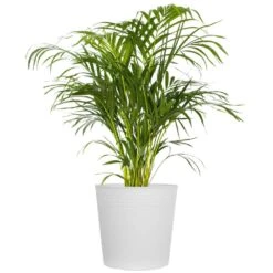 Areca Palm Dypsis Lutescens Live Indoor Outdoor Houseplant In 10 In. White Decor Pot
