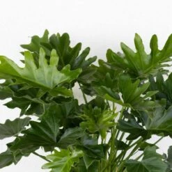 Philodendron Selloum Shangri La Live Plant In 10 Inch White Decor Pot -Urban Garden Store united nursery house plants 74561 1f 1000