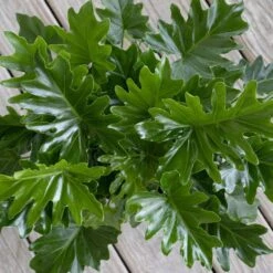 Philodendron Selloum Shangri La Live Plant In 10 Inch White Decor Pot -Urban Garden Store united nursery house plants 74561 4f 1000